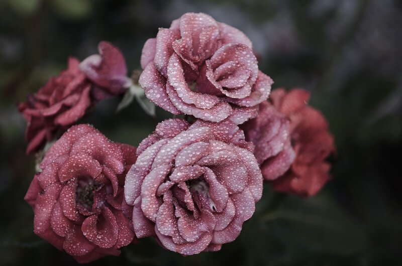 roses with dew drops