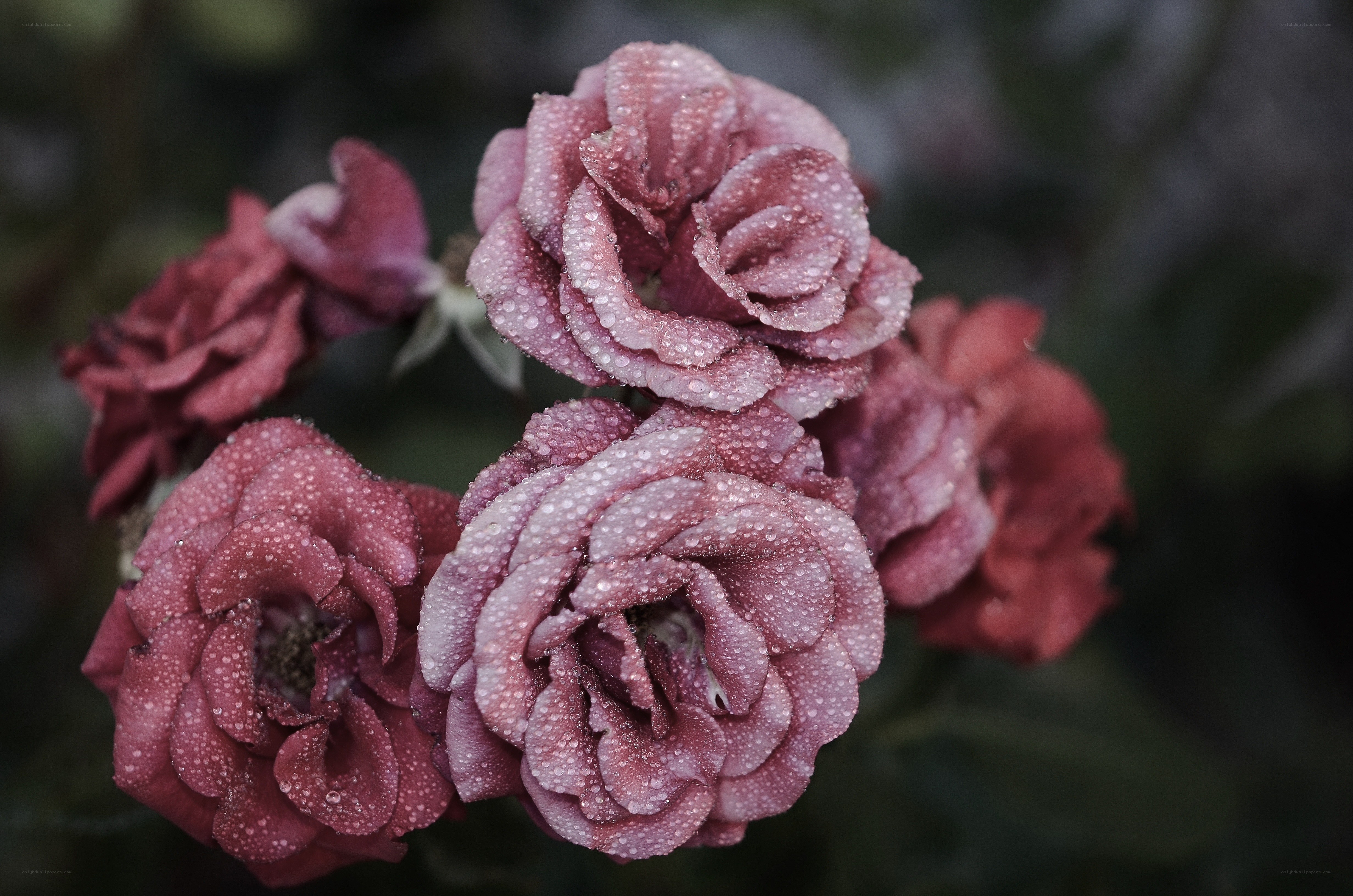 roses with dew drops