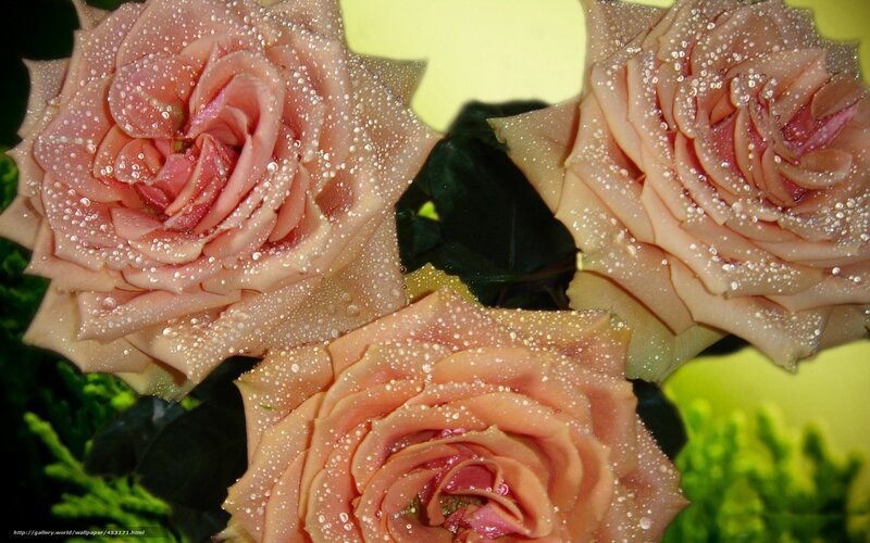 roses with dew drops