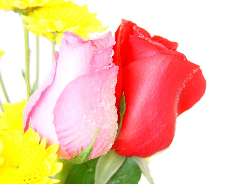 roses with dew drops