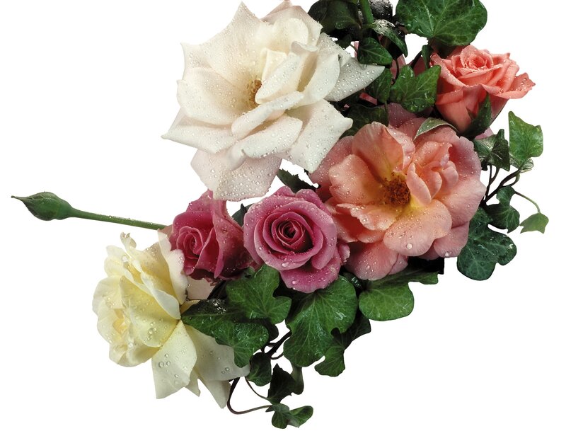 roses with dew drops
