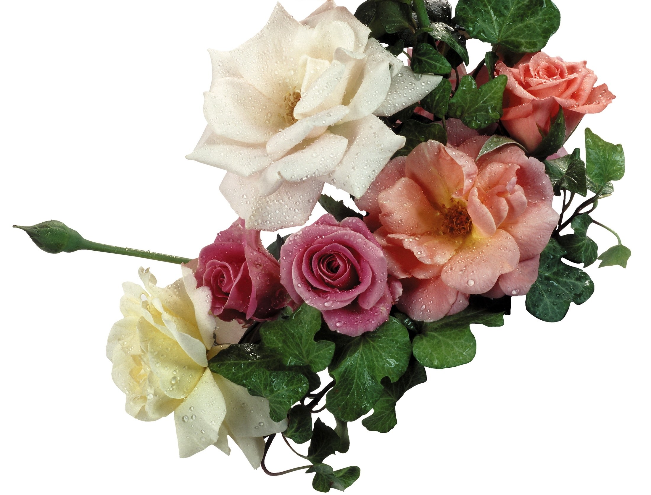 roses with dew drops