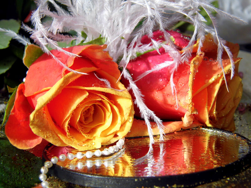Roses with Feathers