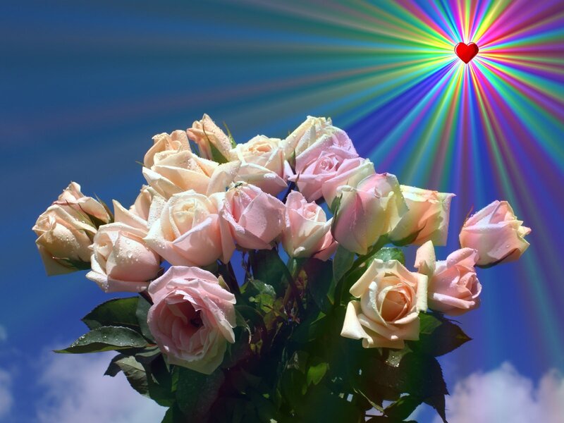 roses with heart light
