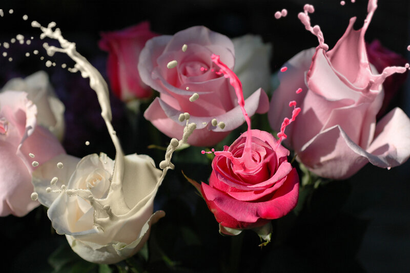 Roses with Liquid Splashes