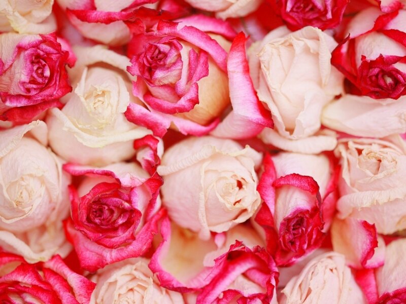 Roses with Pink Edges