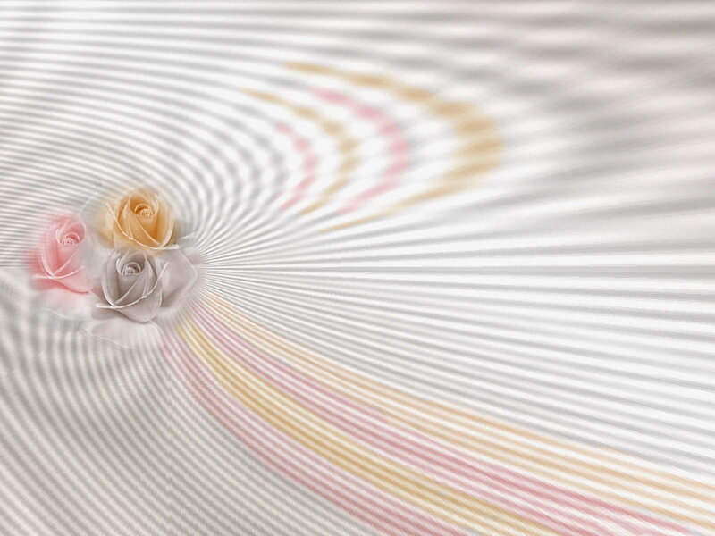 Roses with radiating lines