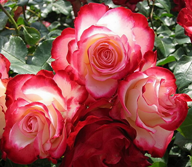 Roses with Red and White Petals