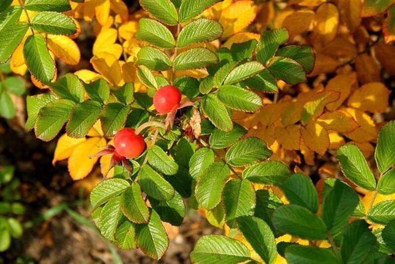 Roses with red berries