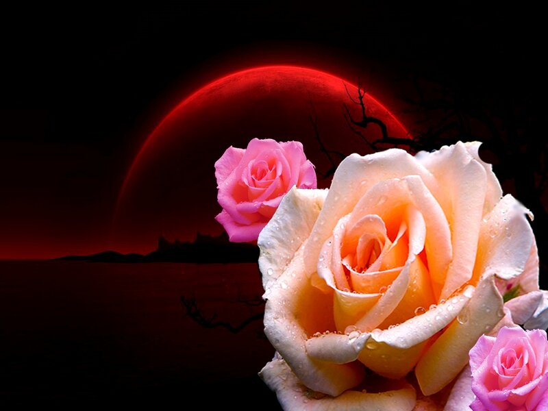 Roses with Red Moon