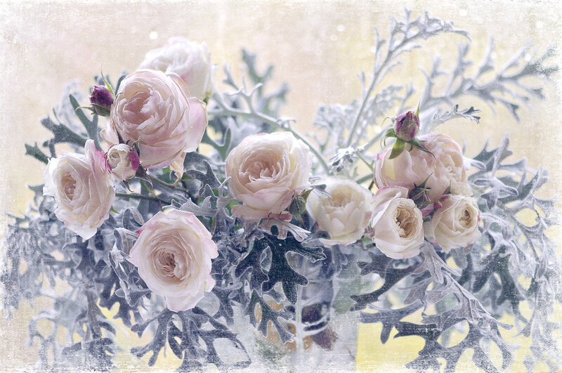 Roses with Silver Foliage