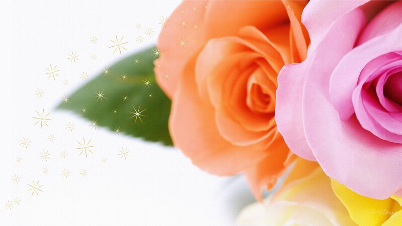 Roses with Sparkles