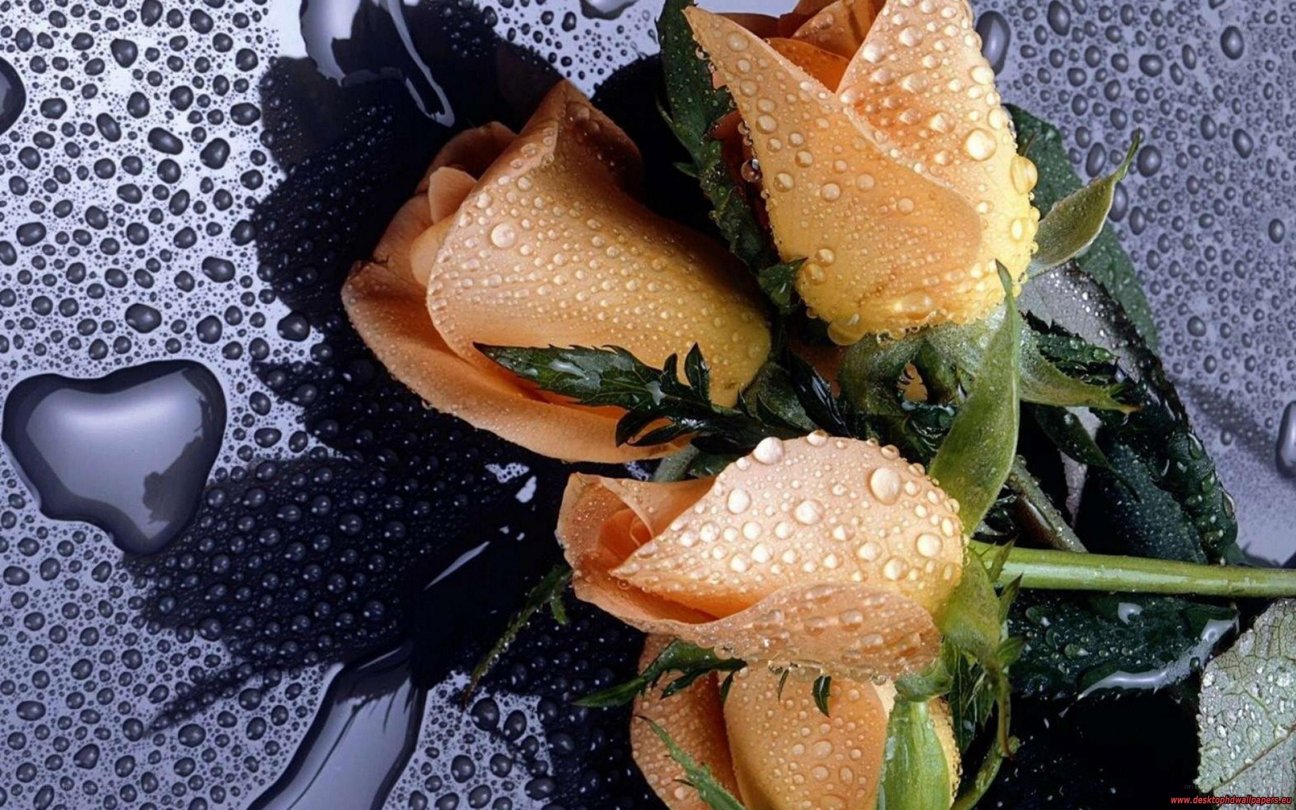 roses with water droplets