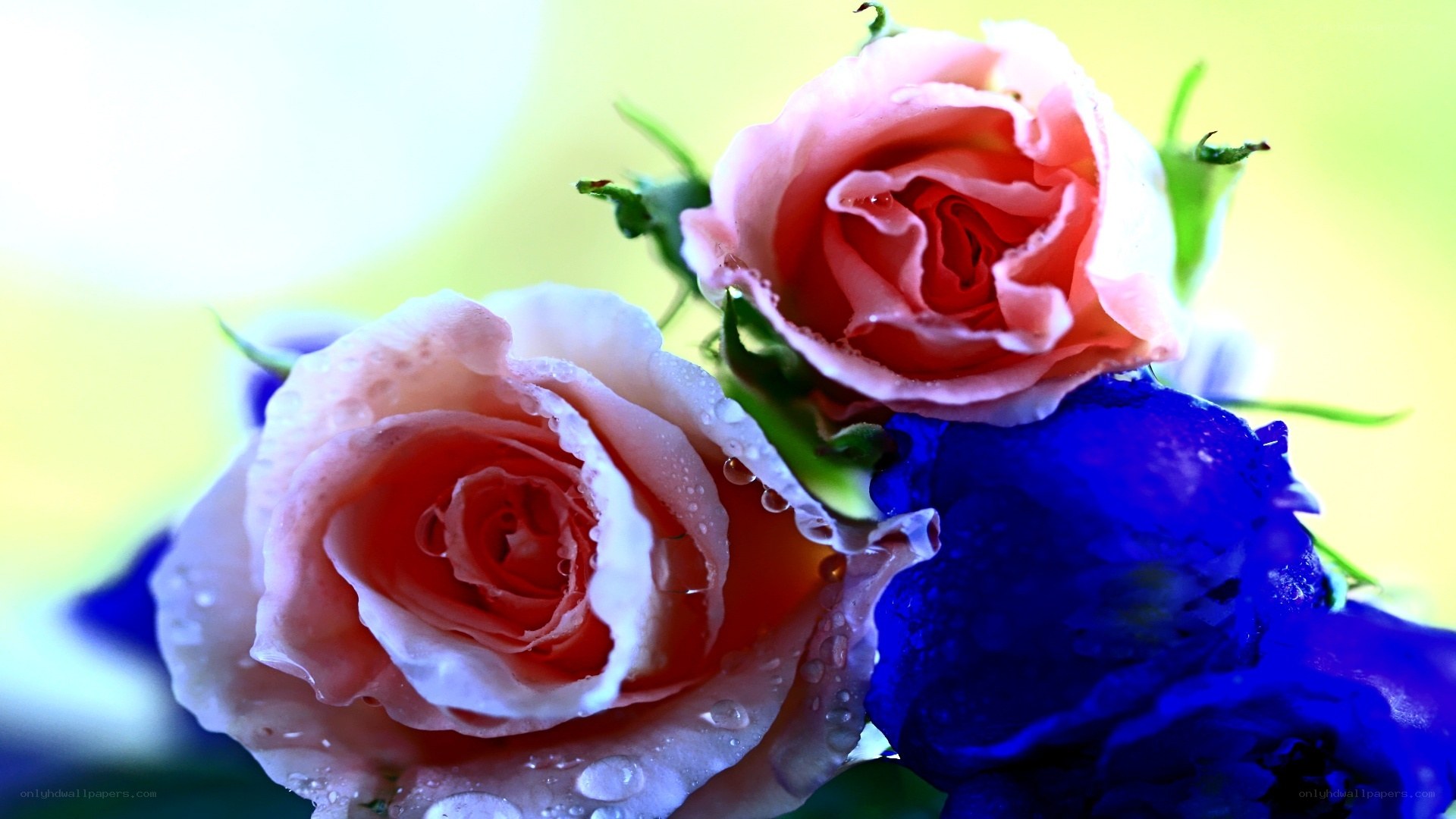 roses with water droplets