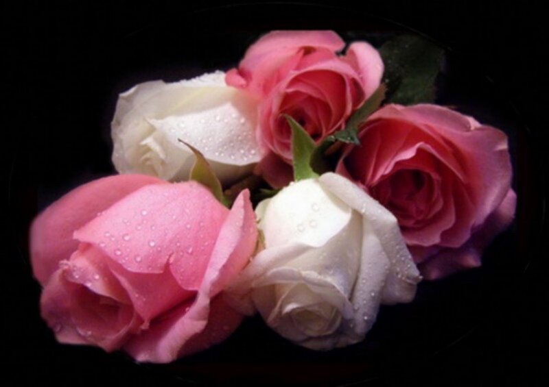 roses with water droplets