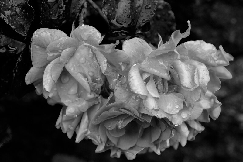 Roses with Water Droplets — Black, Calm