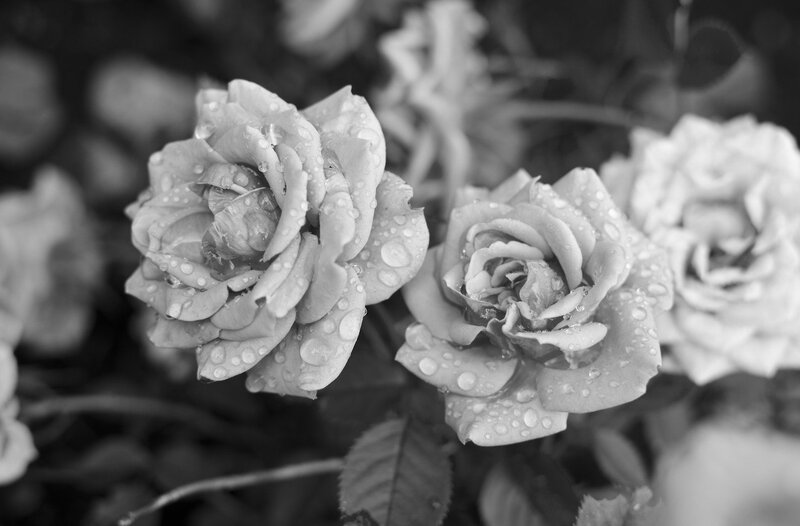 Roses with Water Droplets — Black, Serene