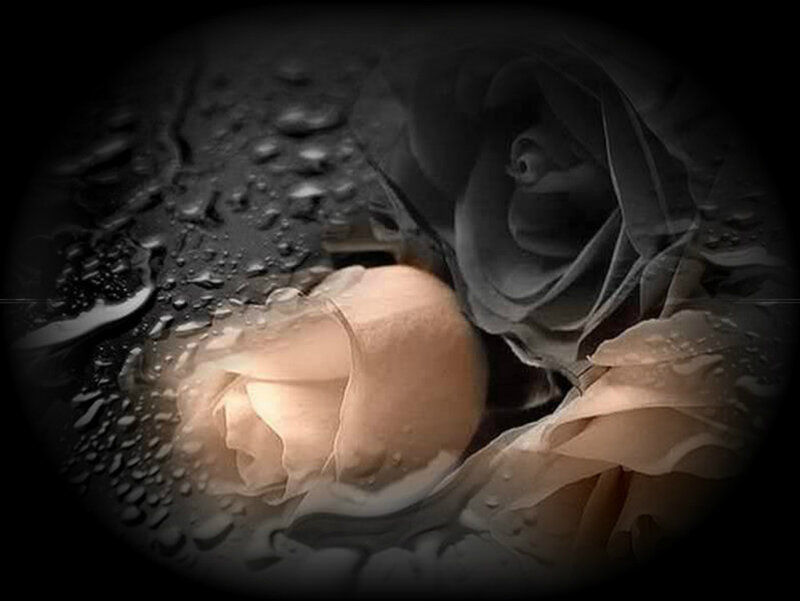 Roses with Water Droplets — Black