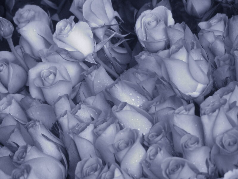 Roses with Water Droplets — Blue