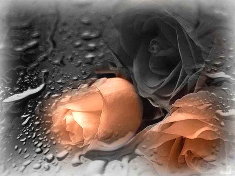 Roses with Water Droplets — Brown
