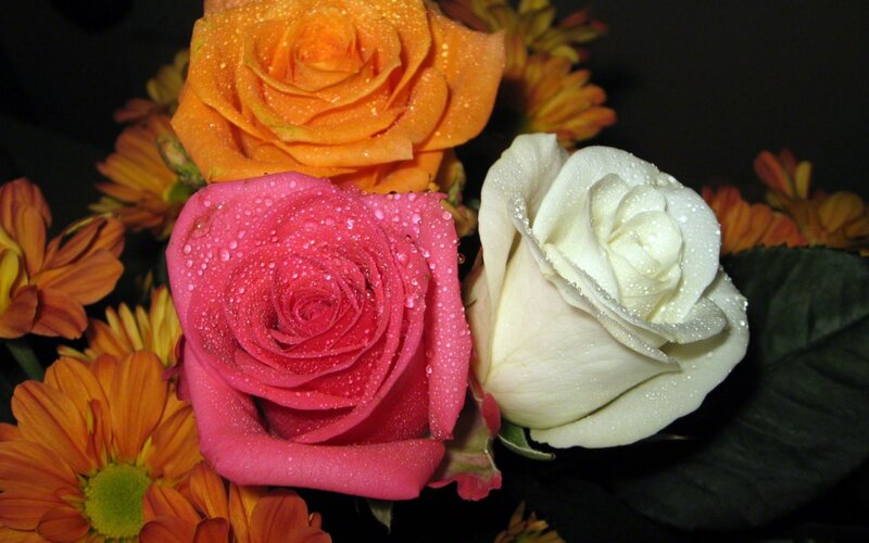 Roses with Water Droplets — Pink, Calm, Photograph, Daisy-like Flowers