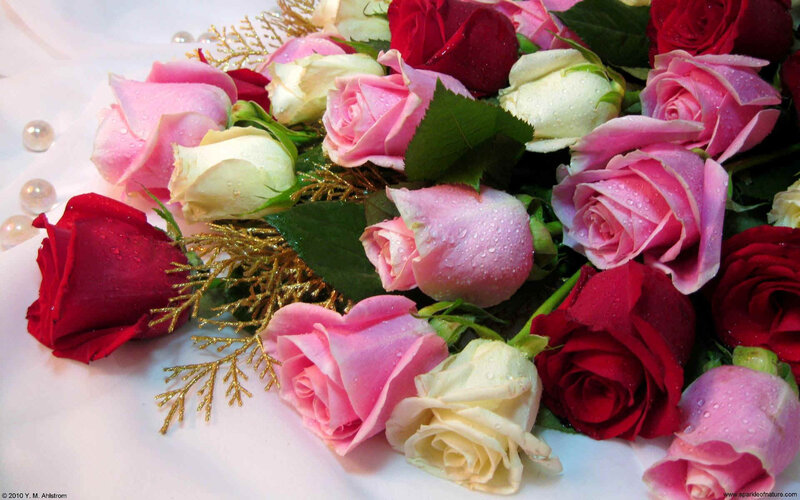 Roses with Water Droplets — Pink, Calm, Photograph