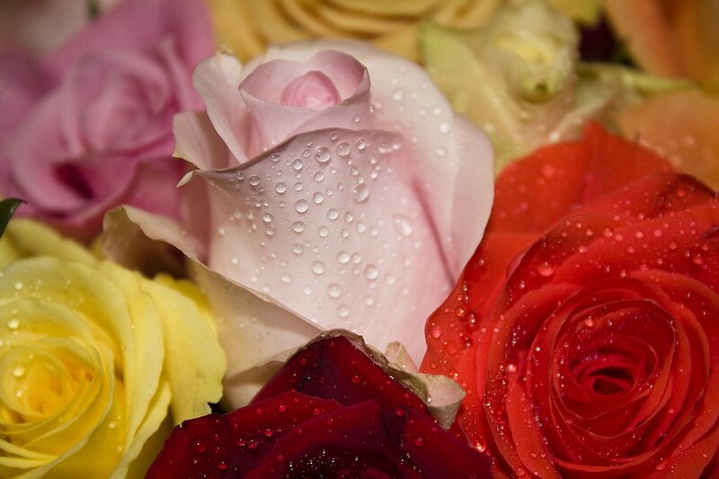 Roses with Water Droplets — Pink, Calm
