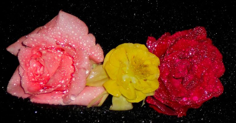 Roses with Water Droplets — Pink, Dramatic
