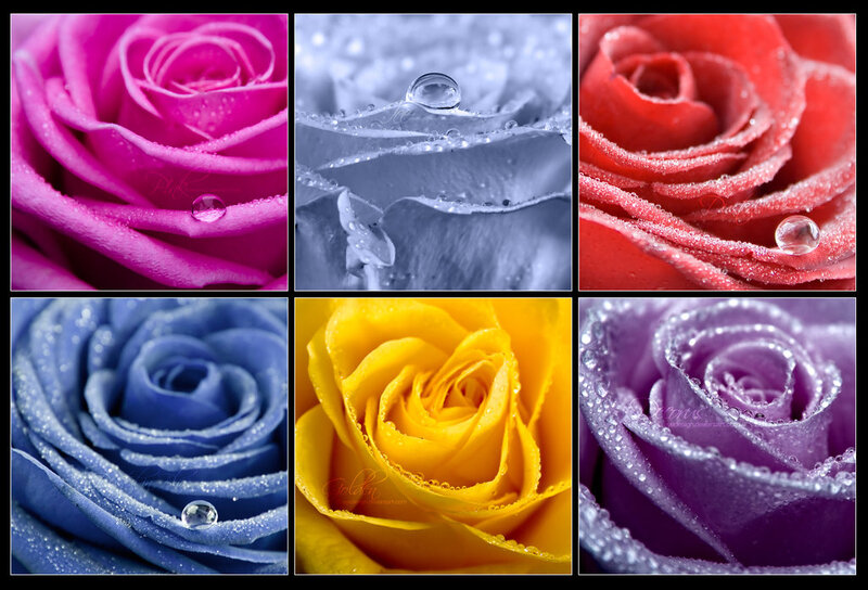 Roses with Water Droplets — Pink, Serene