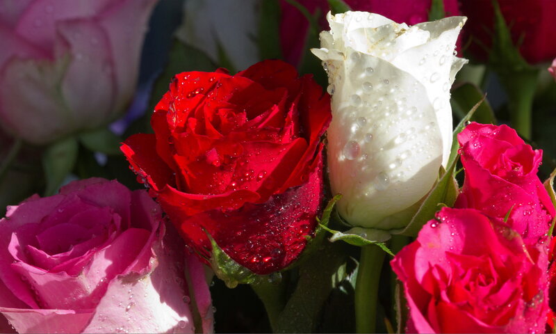 Roses with Water Droplets — Red, Calm, Afternoon
