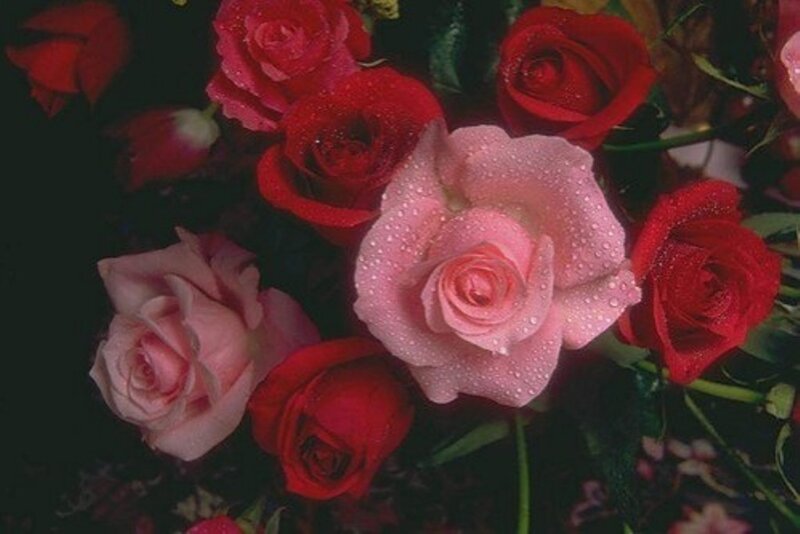Roses with Water Droplets — Red, Calm, Photograph