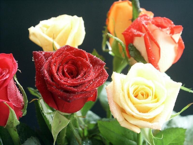 Roses with Water Droplets — Red, Calm, Photograph, Water Droplets