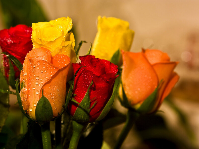 Roses with Water Droplets — Red, Calm