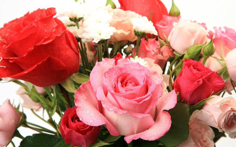 Roses with Water Droplets — Red, Fresh, Photograph