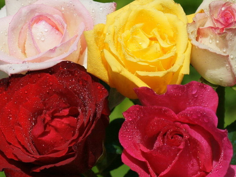 Roses with Water Droplets — Red, Fresh