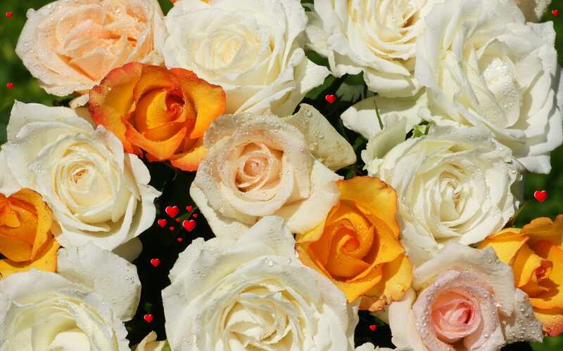 Roses with Water Droplets — White