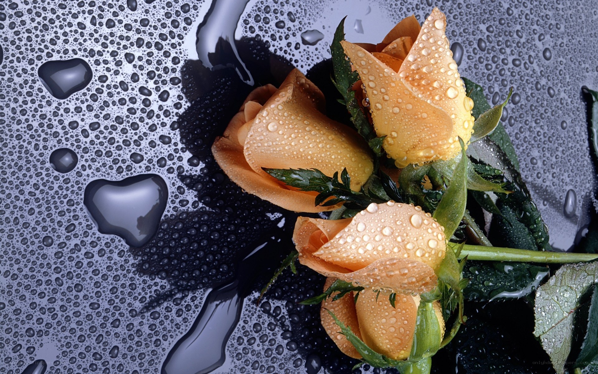 roses with water droplets