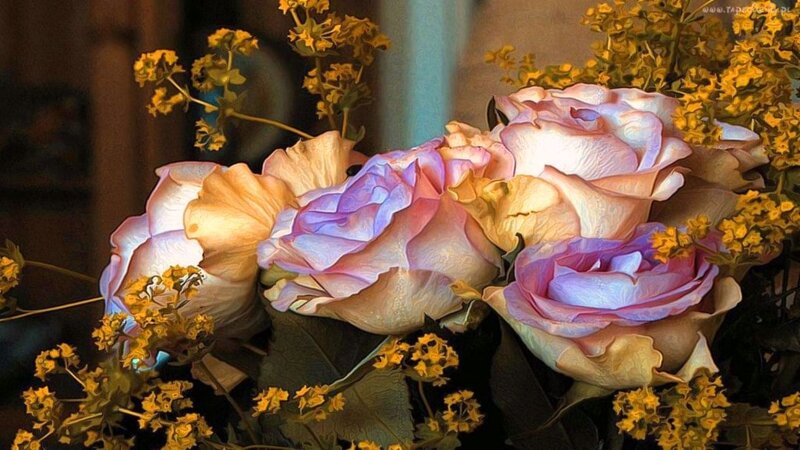 Roses with Yellow Flowers — Pink