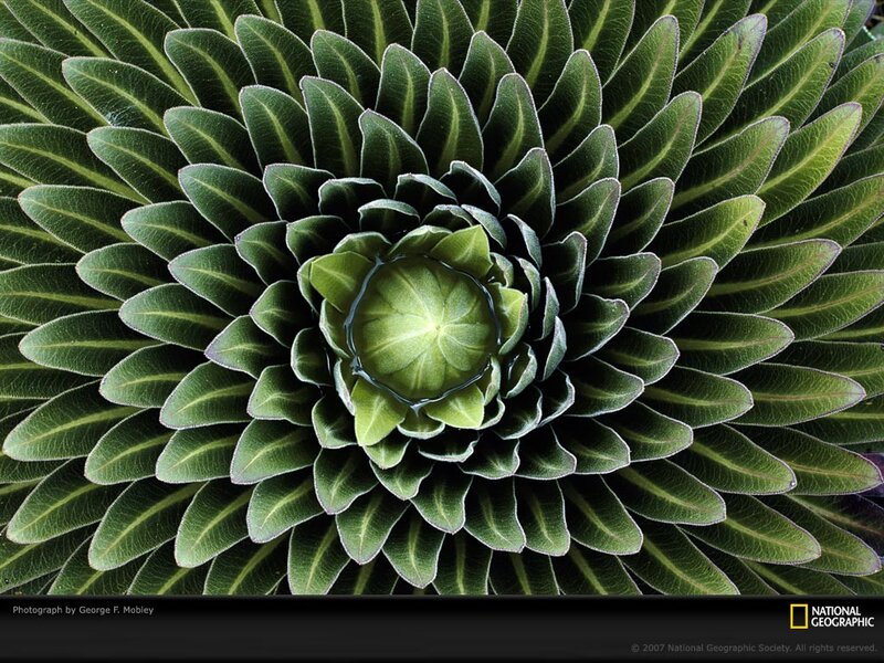 Rosette Plant Structure