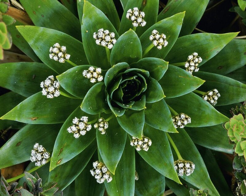 Rosette Plant with Flowers