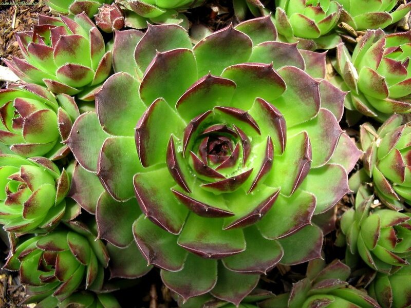 rosette succulent plant