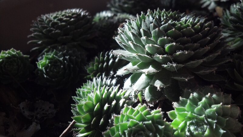 Rosette Succulent Plants
