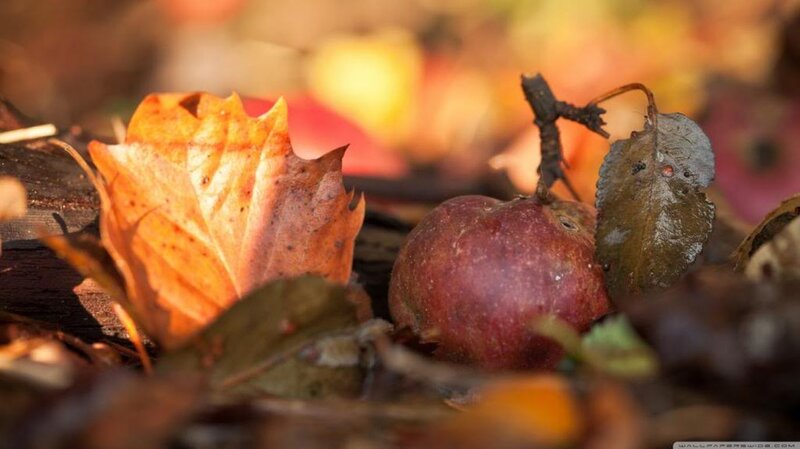Rotten Apple and Leaves