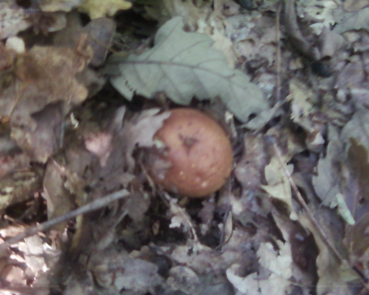 rotten apple in leaves