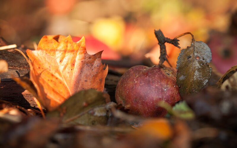 Rotten Apple on Ground — Brown