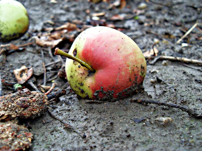 Rotten Apple on Ground