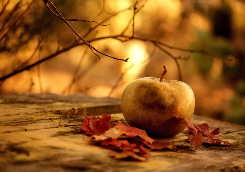 Rotten Apple on Wood — Brown