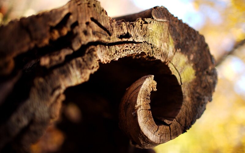rotten log in forest