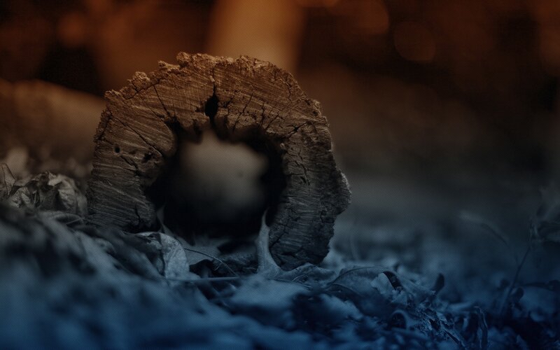 rotten log in forest