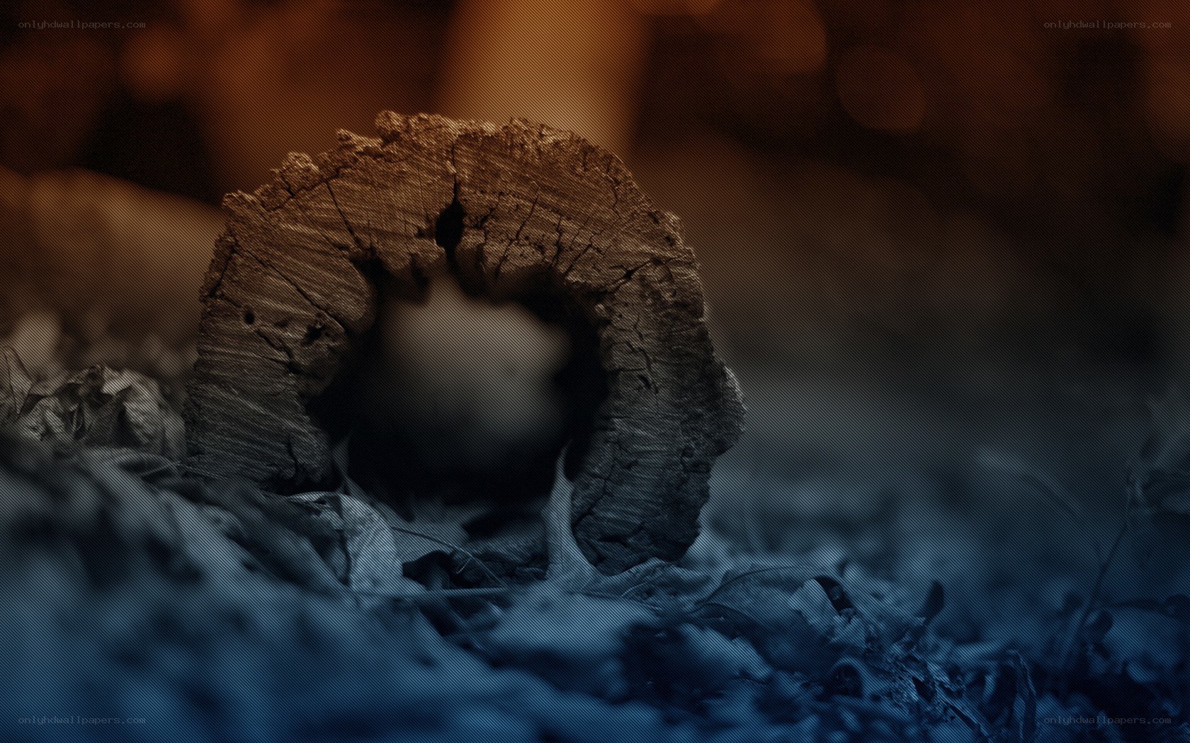 rotten log in forest